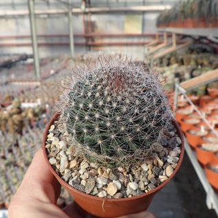 Mammillaria zeilmanniana