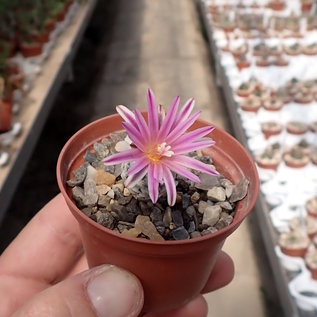 Turbinicarpus valdezianus      CITES, not outside EU