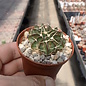 Notocactus sellowii fa. sessiliflora