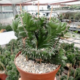 Euphorbia mayuranathani    Indien gepfr. cristata