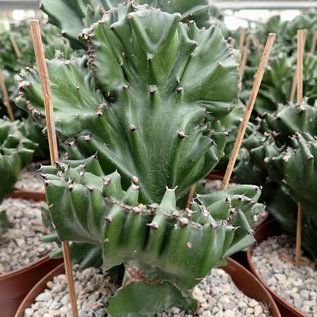 Euphorbia mayuranathani    Indien gepfr. cristata