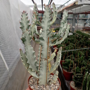 Euphorbia lactea cv. White Ghost   gepfr.