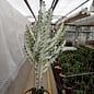 Euphorbia lactea cv. White Ghost   gepfr.