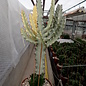 Euphorbia lactea cv. White Ghost   gepfr.