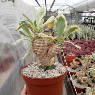 Euphorbia poissonii cv. variegata   gepfr.