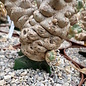 Euphorbia poissonii cv. variegata   gepfr.