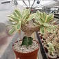 Euphorbia poissonii cv. variegata   gepfr.