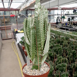 Euphorbia trigona cv. variegata   gepfr.