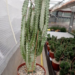Euphorbia trigona cv. variegata   gepfr.