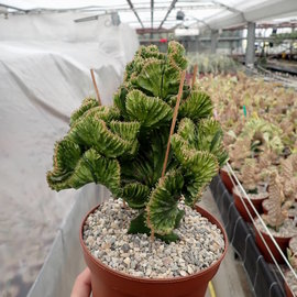 Euphorbia lactea    gepfr. cristata