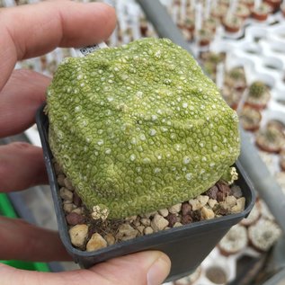 Pseudolithos cubiformis