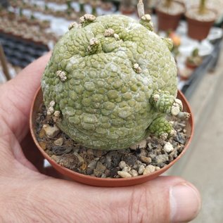 Pseudolithos migiurtinus