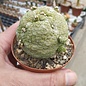 Pseudolithos migiurtinus