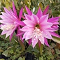 Epiphyllum-Hybr. Cleopatra Paetz