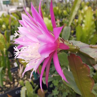 Epiphyllum-Hybr. Cleopatra Paetz