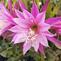 Epiphyllum-Hybr. Cleopatra Paetz