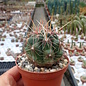 Thelocactus bicolor SB 278  Huizache, San Luis Potosi, Mexico