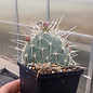 Opuntia erinacea v. ursina  St. George, Utah, USA    (dw)