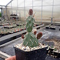 Opuntia fragilis cv. Füssen      (dw)