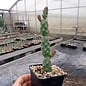 Opuntia rutila cv. Super      (dw)