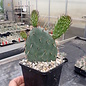 Opuntia macrorhiza cv. Apricot      (dw)