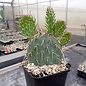 Opuntia macrorhiza cv. Susanne      (dw)