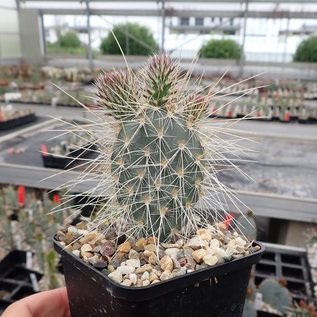 Opuntia erinacea v. ursina cv. Violaciflora      (dw)