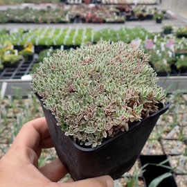 Crassula milfordiae cv. variegata      (dw)