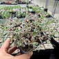 Sedum spurium  Tricolor      (dw)