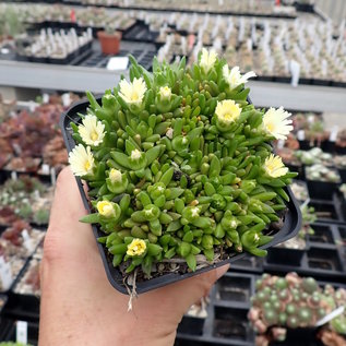 Delosperma congestum cv. Album      (dw)