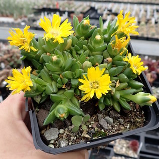 Delosperma congestum cv. Annemarie      (dw)