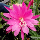 Epiphyllum-Hybr. Pulheim lila