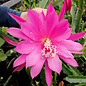 Epiphyllum-Hybr. Pulheim lila