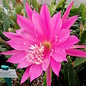 Epiphyllum-Hybr. Pulheim lila