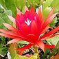 Epiphyllum-Hybr. Judith Paetz