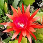 Epiphyllum-Hybr. Judith Paetz