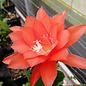 Epiphyllum-Hybr. Lilly