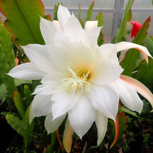 Epiphyllum-Hybr. Weißer Riese