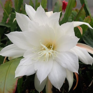 Epiphyllum-Hybr. Weißer Riese