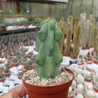 Myrtillocactus geometrizans cv. FUKUROKURYUZINBOKU