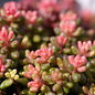 Sedum album cv. Leuchtfeuer      (dw)