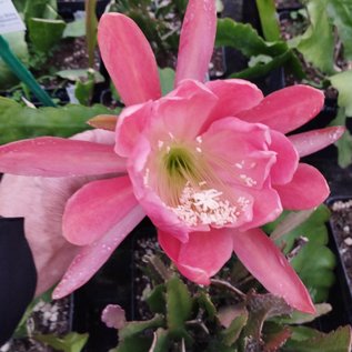 Epiphyllum-Hybr. Matador