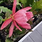 Epiphyllum-Hybr. Matador