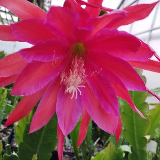 Epiphyllum-Hybr. Ocean Sunset