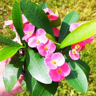 Euphorbia-Hybr. Pink Hot Milii