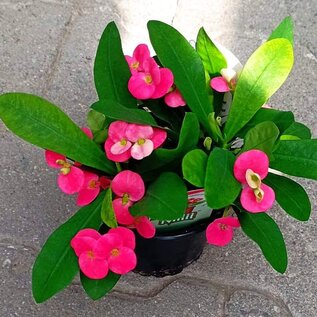 Euphorbia-Hybr. Pink Hot Milii
