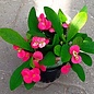 Euphorbia-Hybr. Pink Hot Milii