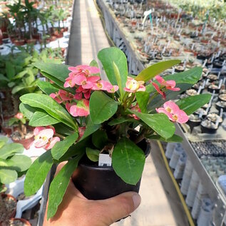 Euphorbia-Hybr. Pink Hot Milii