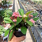 Euphorbia-Hybr. Pink Hot Milii