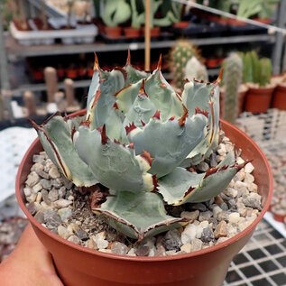 Agave isthmensis cv. Kabutoganie variegata f. megalomena